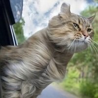 Приучение кота к поездкам