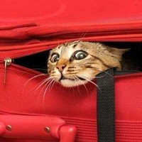 Поездка с домашними животными